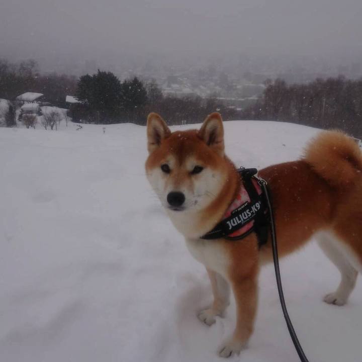 1ada921a 01d7 445c 9462 faff7e5526a1 1526098911838