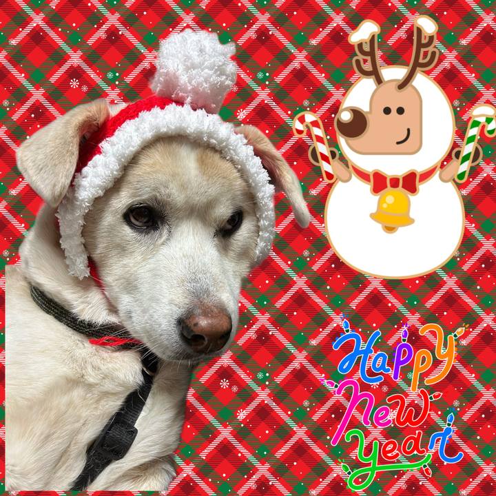 1adc9fea bd7d 4508 beee f30d64b732da 1703504814759