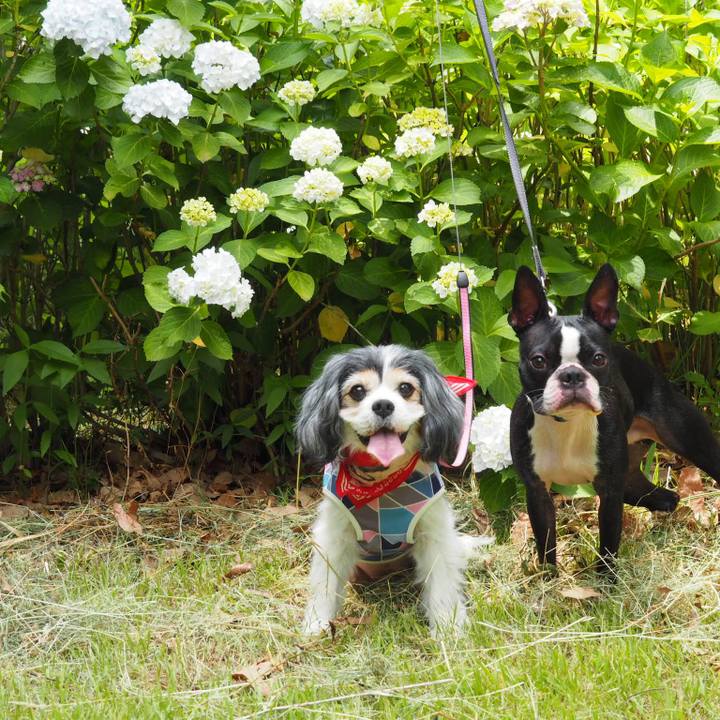 1ade08f2 8af0 4095 b1a3 1ce98b46b8dc 1559359126949