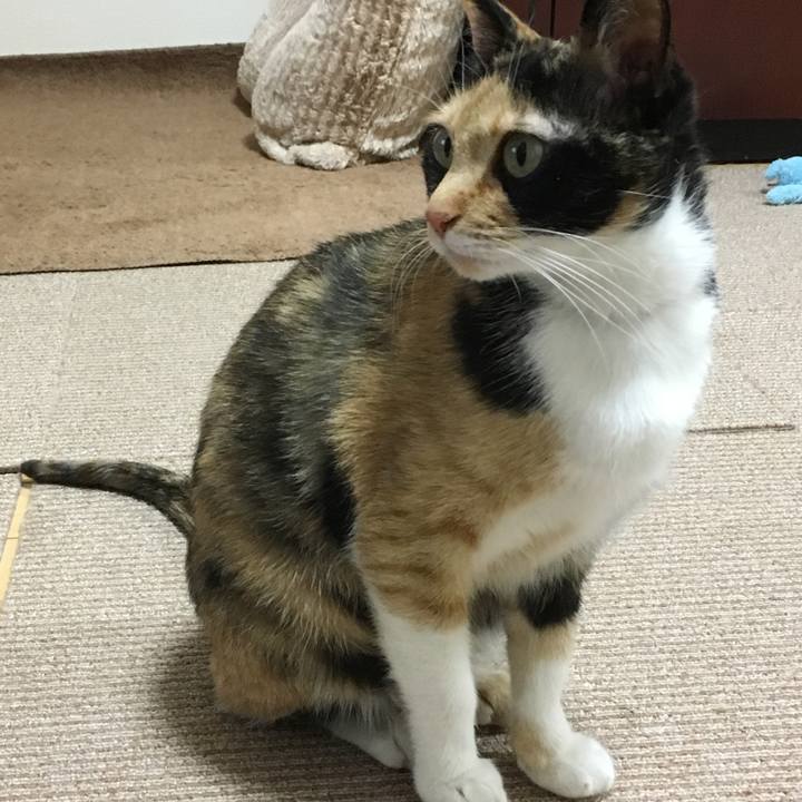 1adf2ebd 90c3 4331 8f20 ab0af38a8887 1520683570275