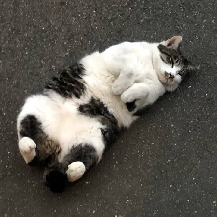 1adf5c93 a2b7 4be2 8a9d cd1161591ea0 1539957177768