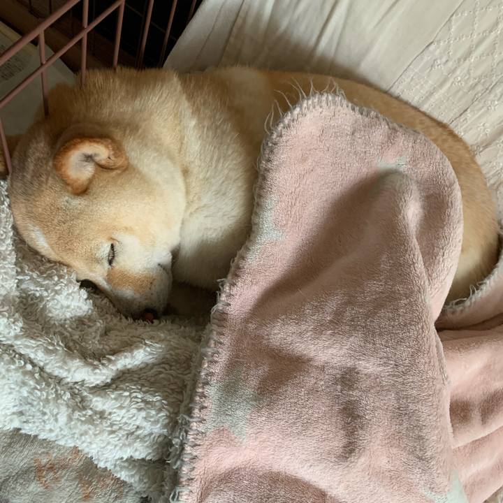 1ae4887d 8254 41eb a45d e2a0a13d3c3b 1648528102492