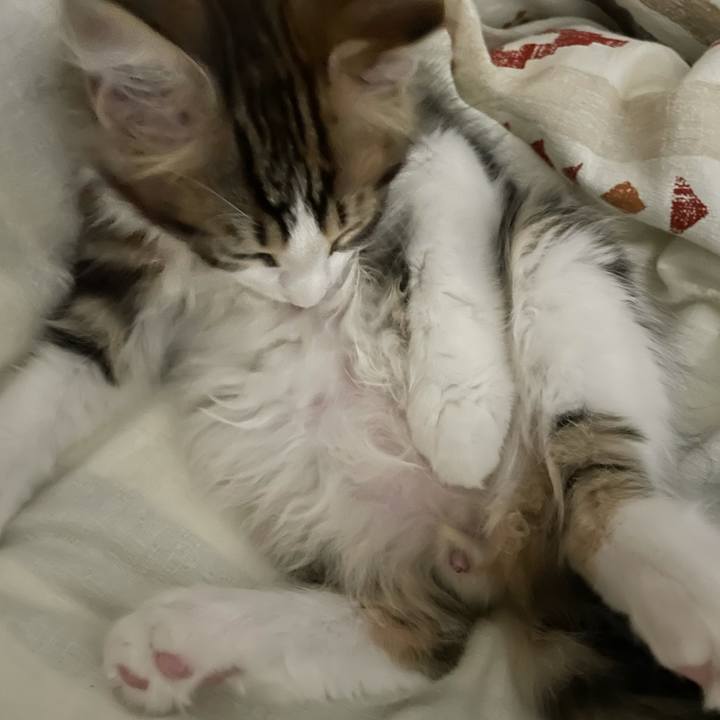 1ae5bd7d fde6 4c4e 9584 b410153e90fc 1632733589412