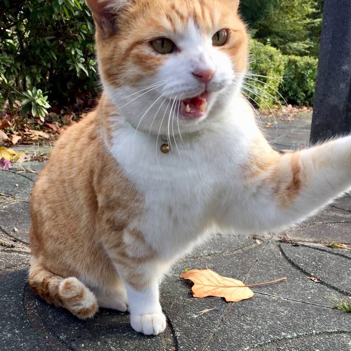 1ae8358e f979 415d b049 0aceb0dc0ee2 1511687714420