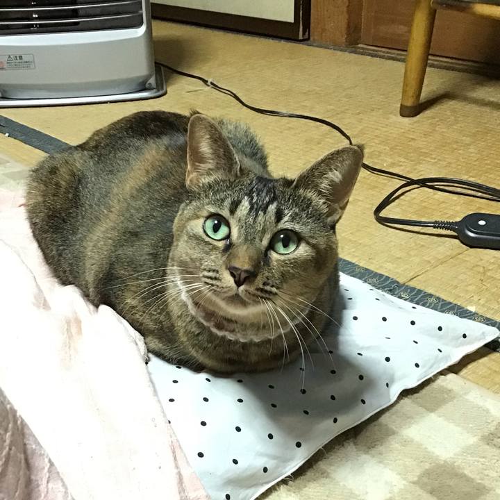 1ae841d8 8513 41b4 a258 eb90466624cd 1668166354666