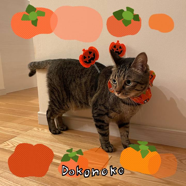 1ae8bc2e 718c 41cf a5c9 733afd747ba3 1761867781241