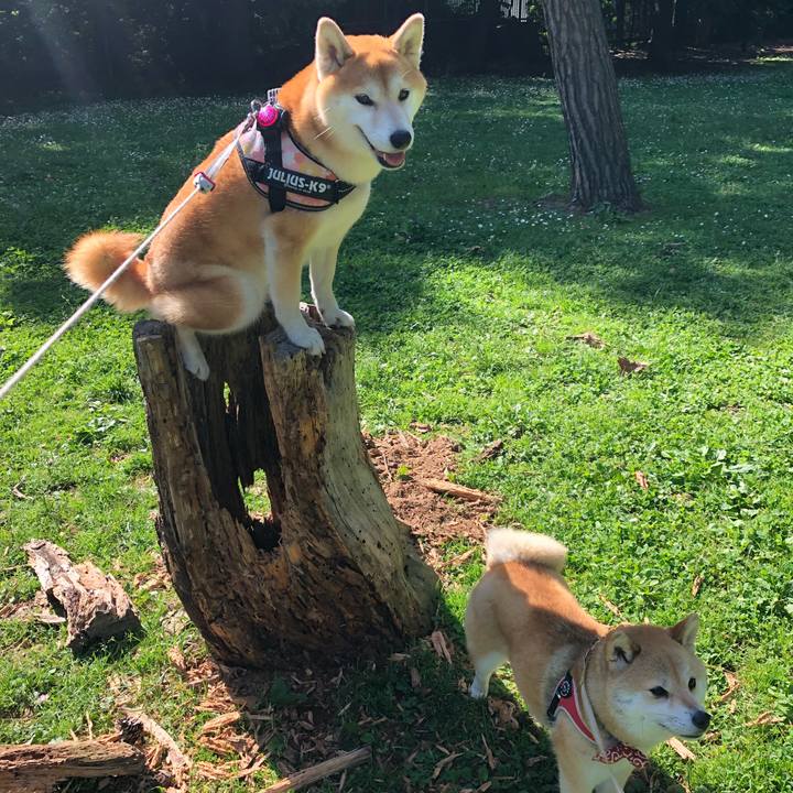 1ae93c30 fbdd 426d b2bd e18e125c2c09 1561511379644