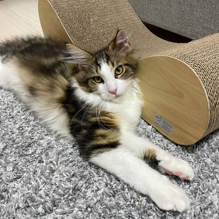 1aecaf38 30bd 4845 8a2e ff85d597862e 1635165331692