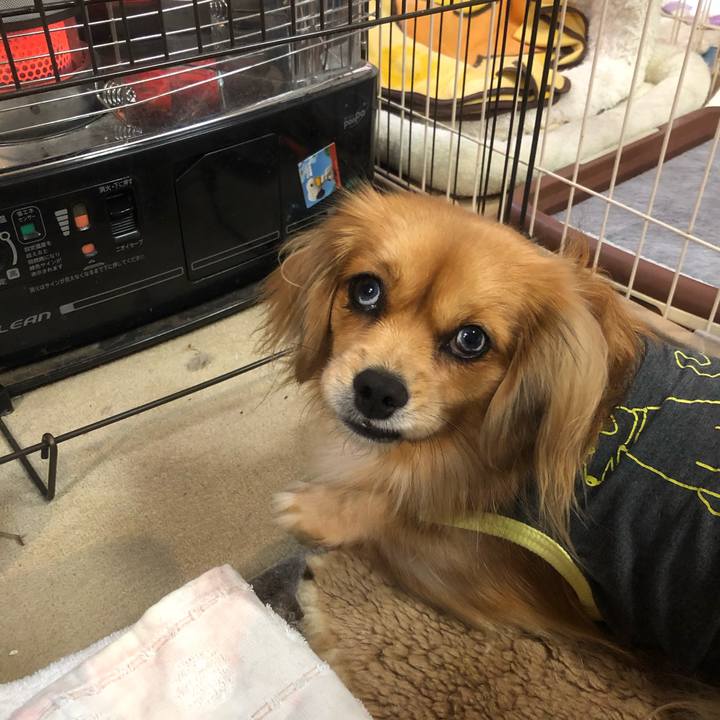 1af232c8 4fea 42cc 8587 7c1613ee1535 1544740729780