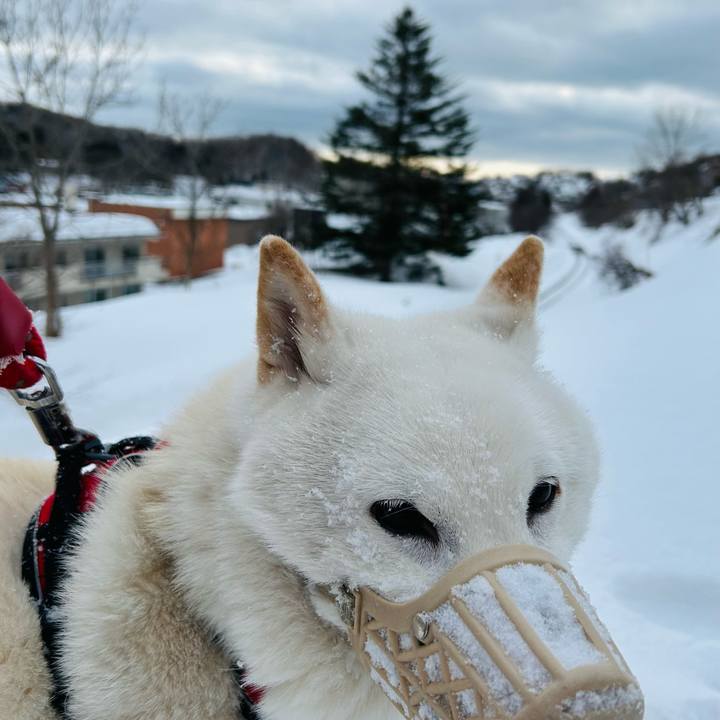 1af246f4 fda2 4a2d 84fc 2e8dde364334 1710973967044