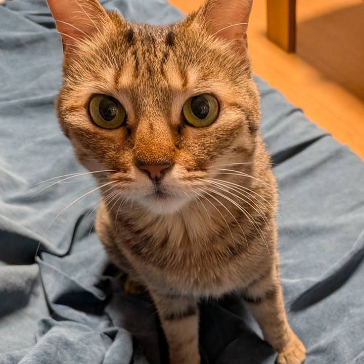 1af771c3 e1b8 41f4 b4e2 155cb09b81f5 1764626835656