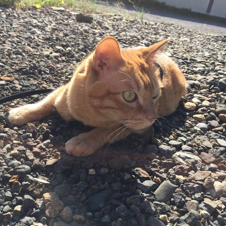 1afd1175 b106 4dfc a989 7756bba23a15 1534720020695