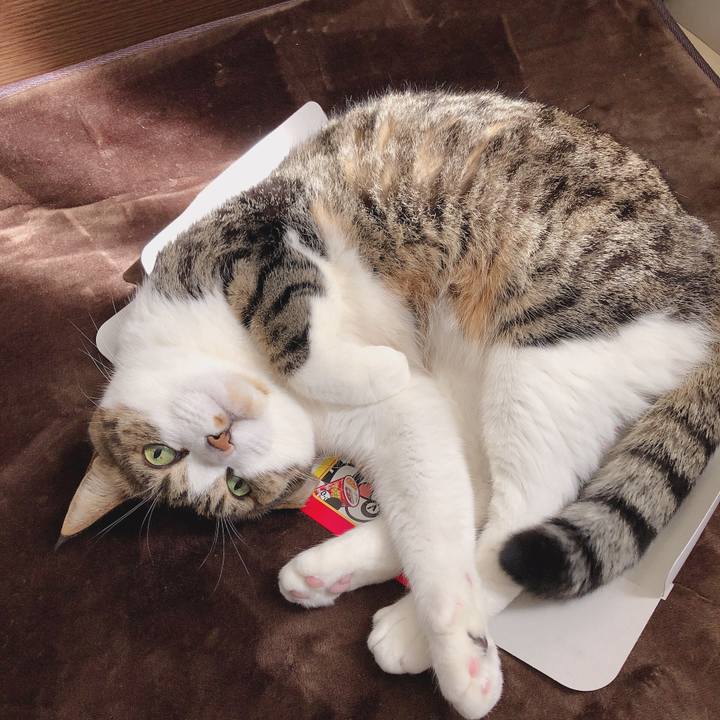 1afed3be f812 4ac3 964b 6134338749f8 1553085310626