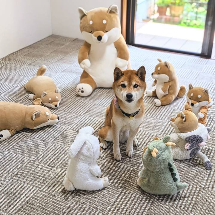 1aff9afe 8897 4e6c 9b22 73e6df7c79fb 1718338558555