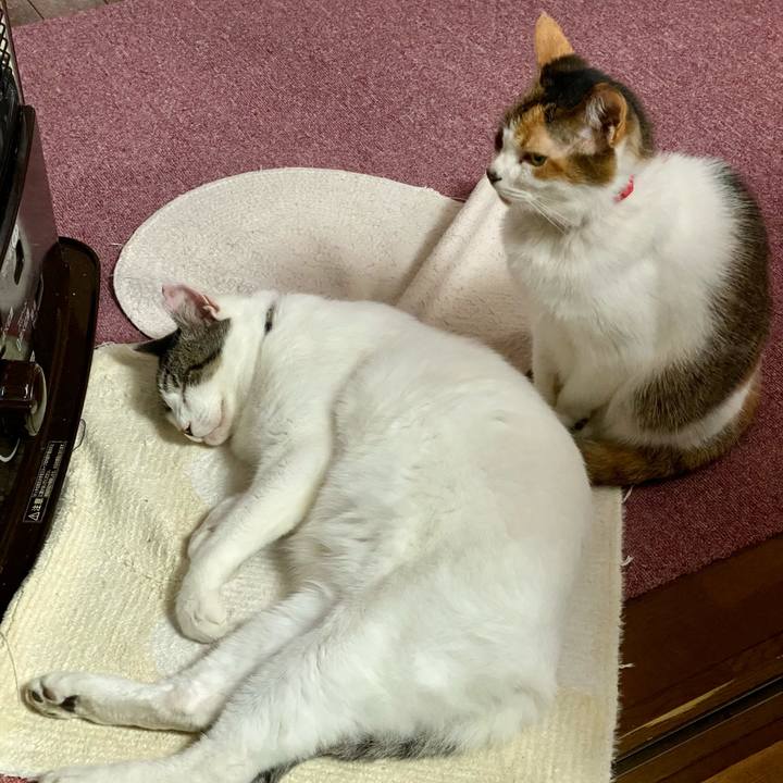 1b03a1d7 ba9e 4bb9 81ec 4d1455cf2022 1635635787636