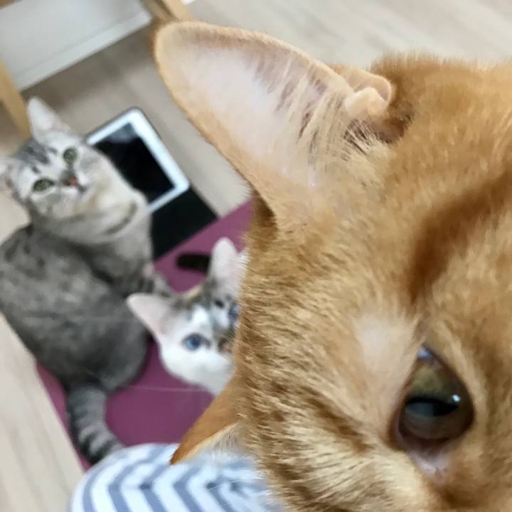 1b068cb0 99c4 4d77 bddb a8fc477c934f 1524916079427