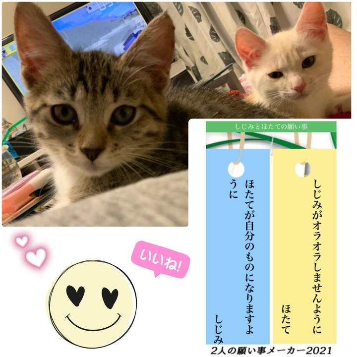 1b06acac 3841 475f b446 0e7ae0c3a401 1625640071766