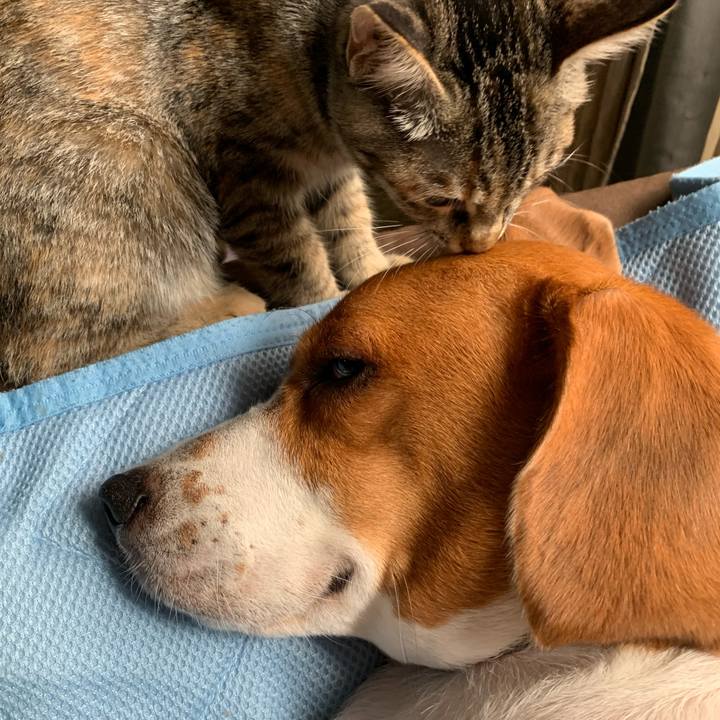 1b0910a5 b4a9 4487 9968 988851918a69 1596948976028