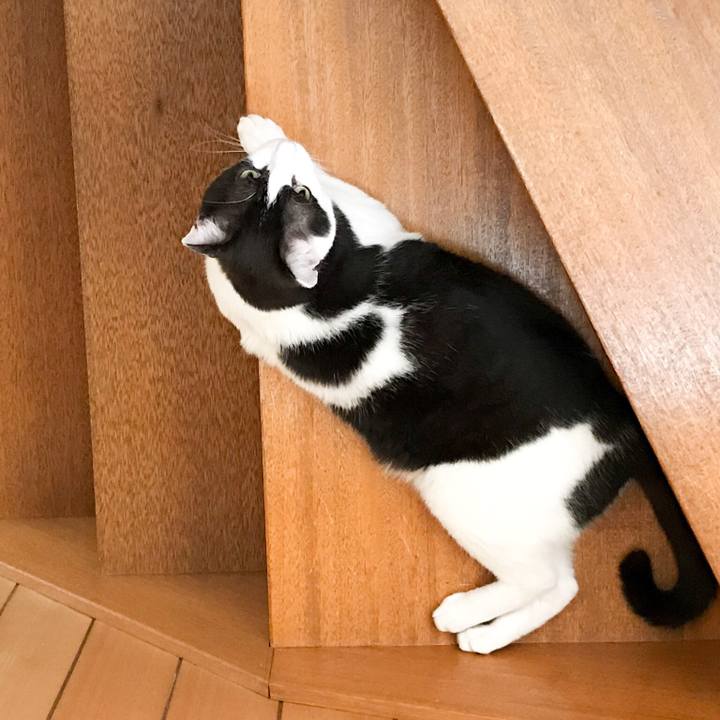 1b09ccb9 5d7a 4b95 84db a0fff928220e 1528600064670