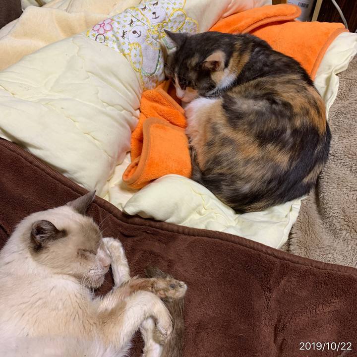 1b0a34bb a18f 47a3 bccd 77573593b525 1571710275849