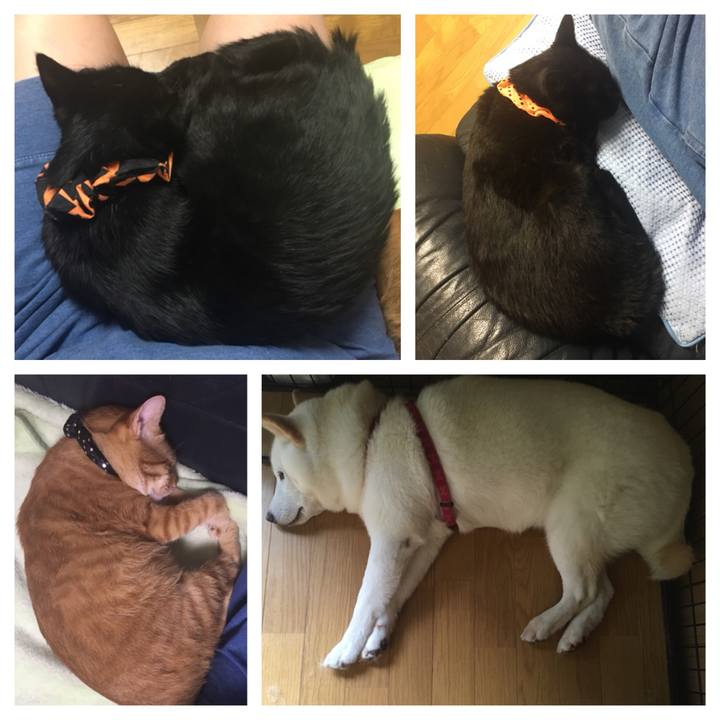 1b0b54ce 9662 40fa b1e5 921cc3e96b06 1538816016961