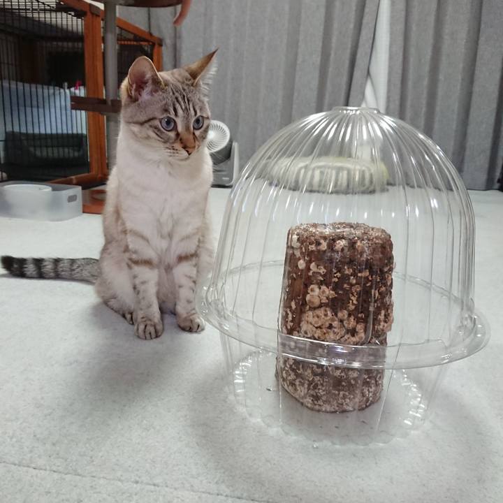 1b0b8062 44ab 4ecb bd0c a7cfecb30321 1589283117074