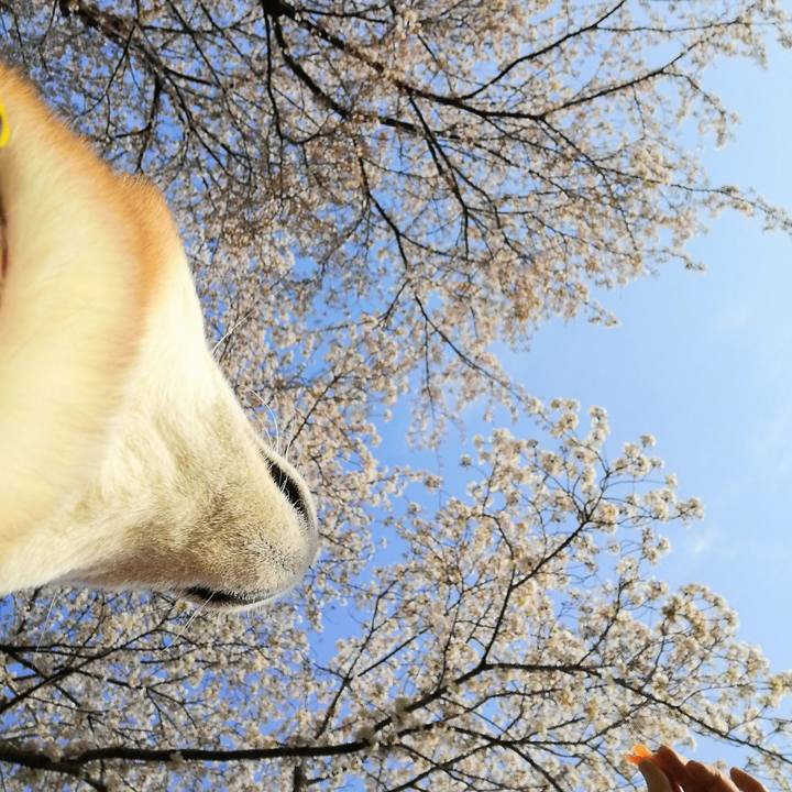 1b0dcf55 0c5e 43e1 af64 a1e7aaba263b 1585900963377