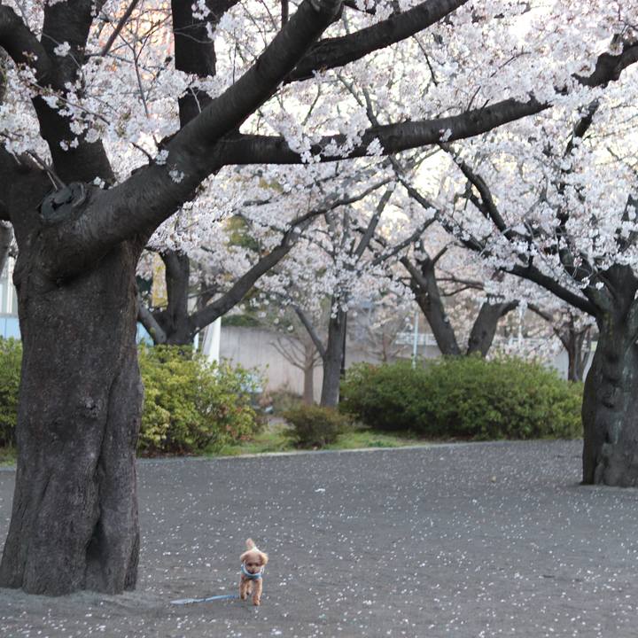 1b0ebd5c 9870 408f 8153 4393fab1a40d 1554157327076