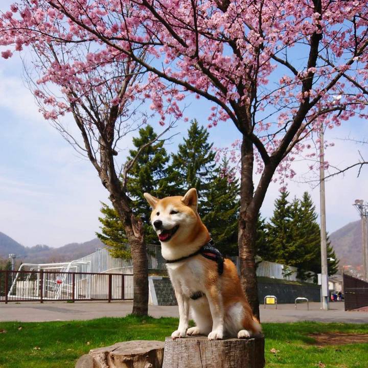 1b142779 7fb2 40c4 86cf 1ebdc7f9cecc 1588479659768