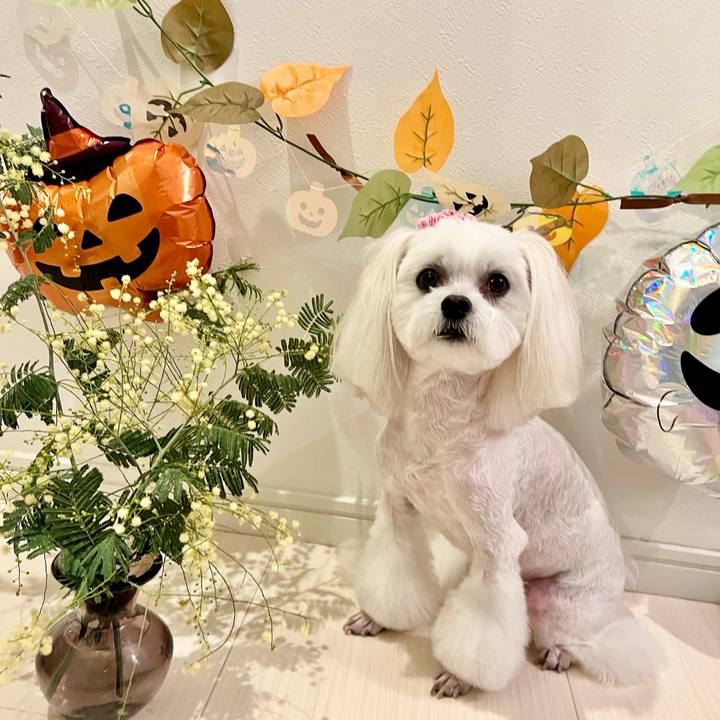 1b1c90cf ab1c 4989 abb3 20f81509b19d 1663897838020