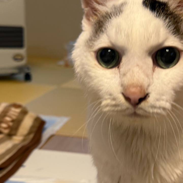 1b1ca7a1 fb6a 4144 93c7 0a5d8a2c06cc 1761454101869