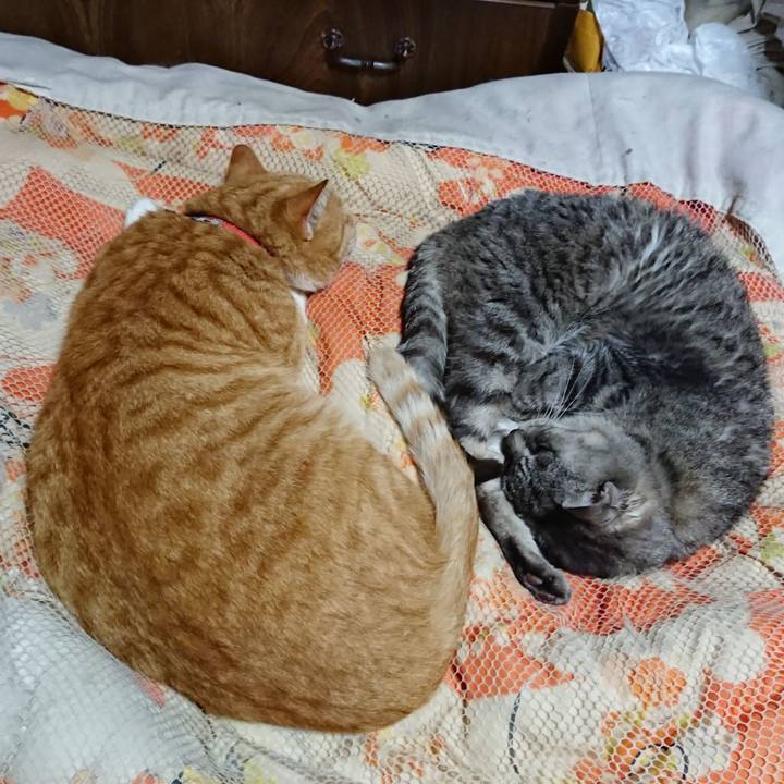 1b1d66c2 8bf0 4442 9b54 a3416a24ef64 1572099213747