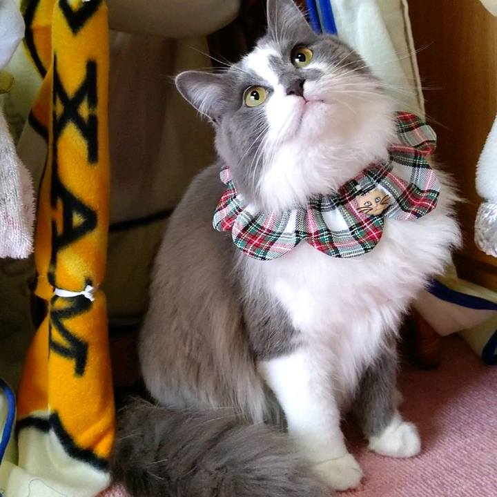 1b222992 c819 46df 9f4f c3d93c3f8b40 1584863897349