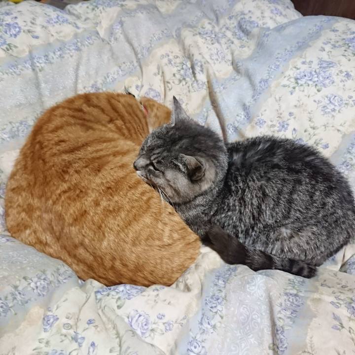 1b24c174 0b71 41fd 893d 71d76642683f 1576065606080