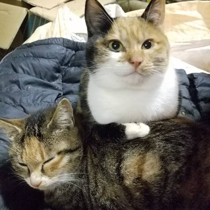 1b28b593 1893 46b8 9c9e 5cf2eaecd32b 1512076409486