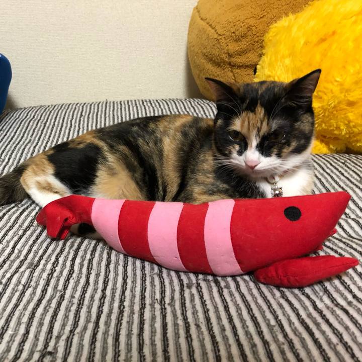 1b2b4c9c 4415 4b88 9256 3e5909dac9ce 1560766627499