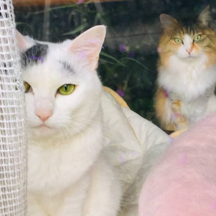 1b2c0588 8427 474d 9ab5 e05ff58982d9 1559789310510