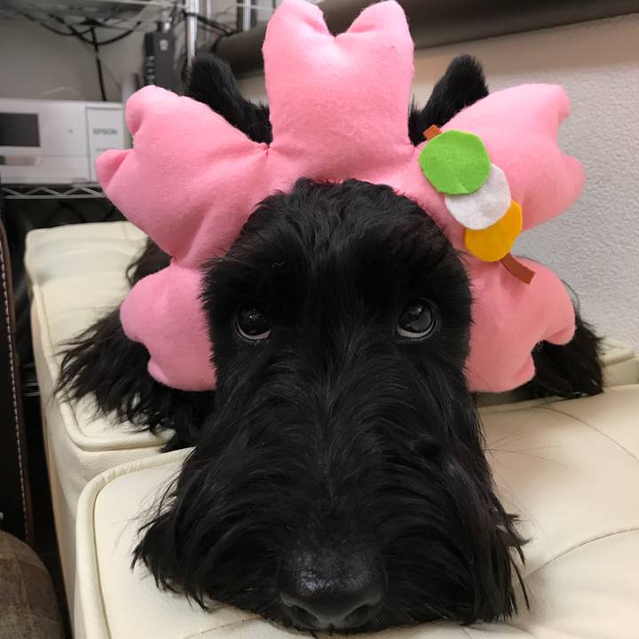 1b2cf7cc f773 4edb a164 39a8aad6ed0e 1552670469621