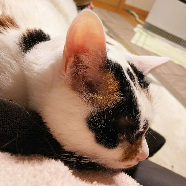 1b2ee298 3a1c 4dca bd3f 2e6775c4c2c0 1548419220566