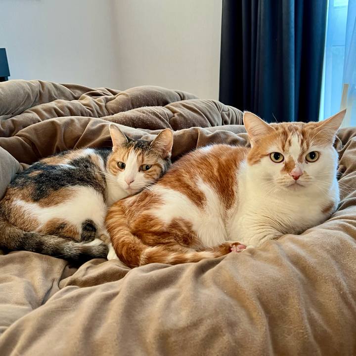 1b319738 fef2 45c6 b272 3eedd8da2809 1763350915280