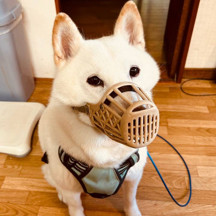 1b3255cf 20e9 41c4 9cd4 7402a913f84d 1697321780765