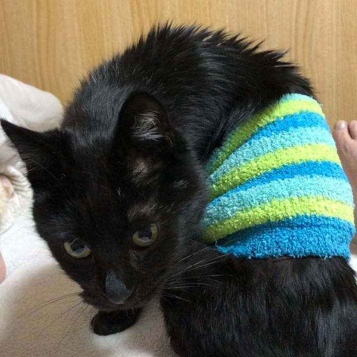 1b3410ff 7809 4515 896b ebf47ede039a 1609148319297