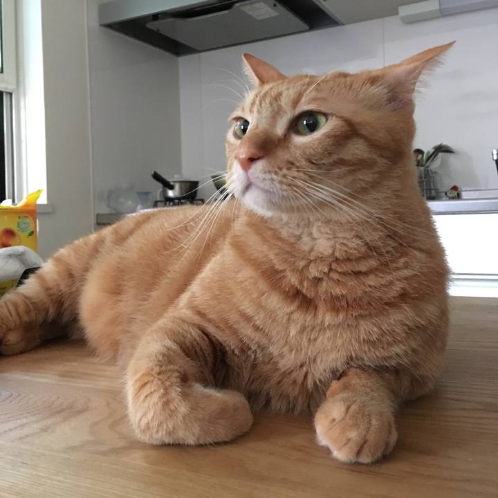 1b37333e 512b 499f b22f b03ada45d654 1537147580744