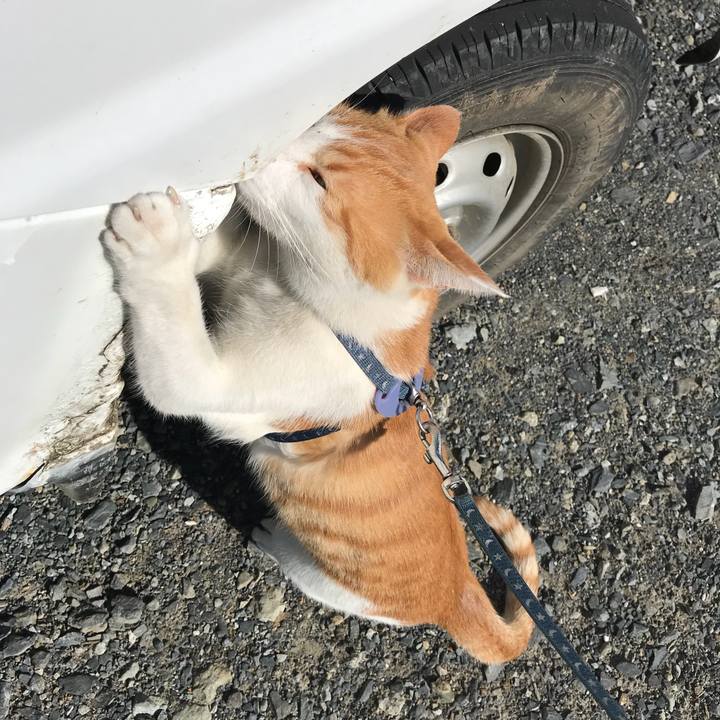 1b39c3bb 33a9 4cae 86aa 95ca1e13f215 1510281912338