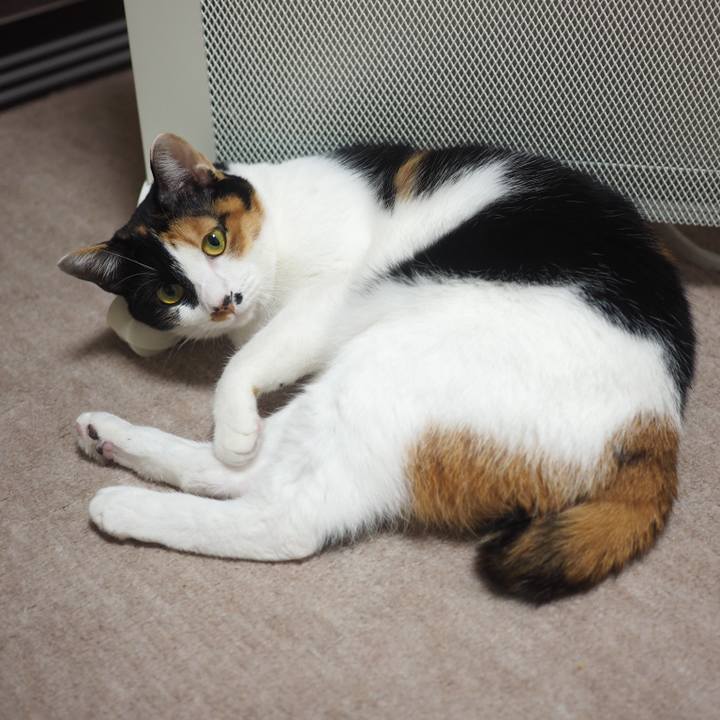 1b3eff34 83a6 4bc2 9153 596cee0778cc 1519638161936