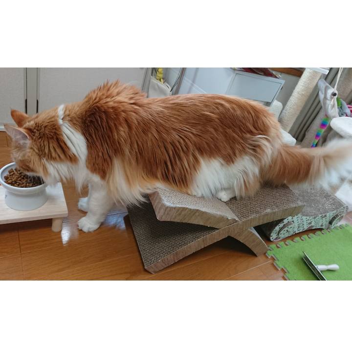 1b45f485 c803 4ad2 8e3a 6f020a60d391 1558661532610