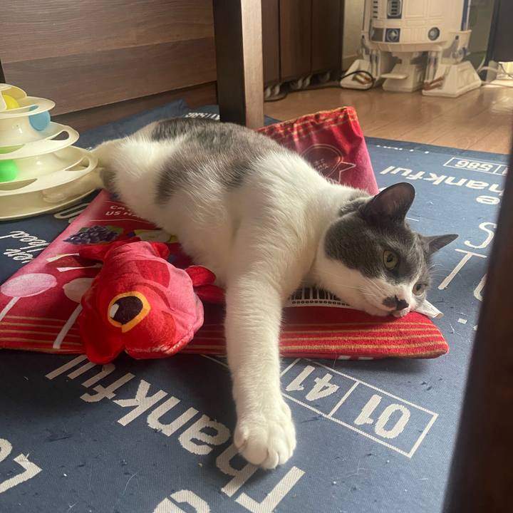 1b4643ac 160a 4c30 892a 31614eb3c581 1716526973837