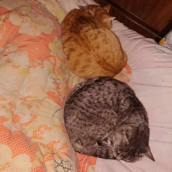 1b4c3c1c 88ec 4c7d 8ddd c6528eaa7cf2 1575123779233