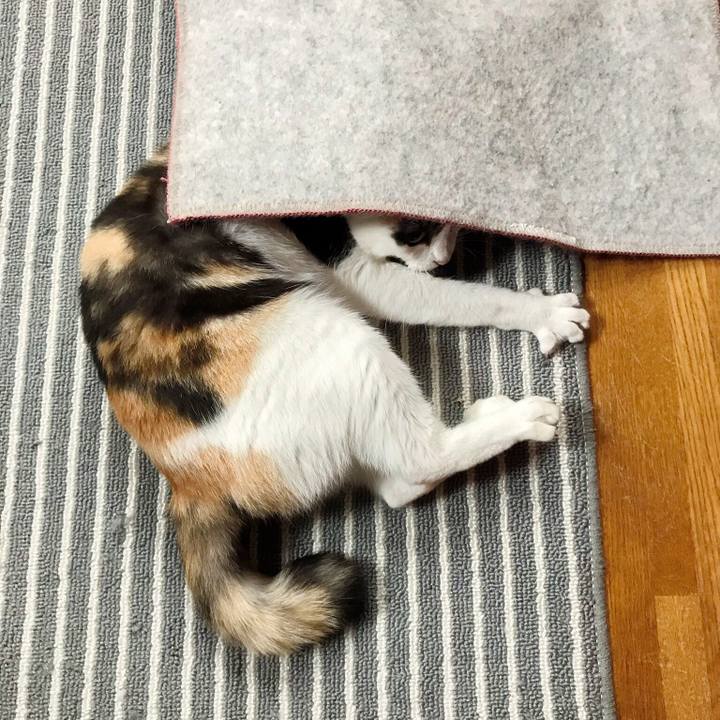 1b4d2b72 0a40 4e4c ab94 46888e0948ce 1508495289395