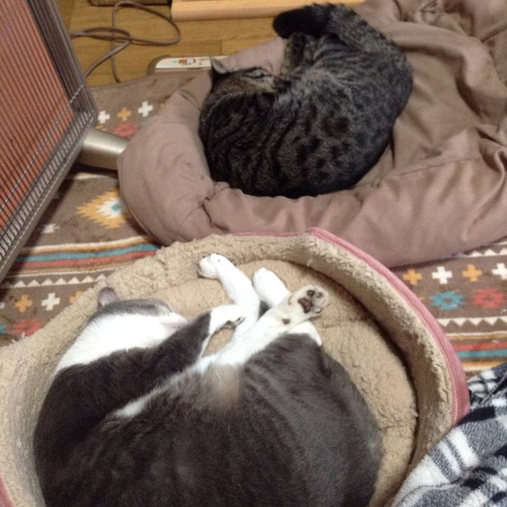 1b4e3958 5cc5 46cc bfaa ec8c1d07c25a 1543993168768